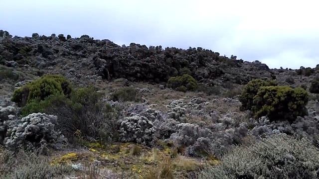 Восхождение на Килиманджаро, день 2 смотреть онлайн