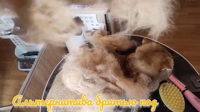 экспресс-линька без мытья для Валли🥰