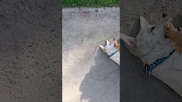 Нашли шпица поиграть смотреть онлайн