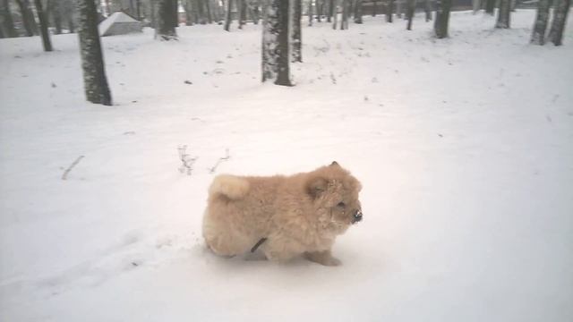 1 Мира 14 дек 2016 смотреть онлайн