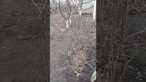 Дубы.Выкапываю саженцы. Начало.🌳