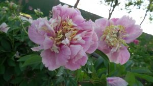 София Новгородская - Васильев И.Я 2021г.