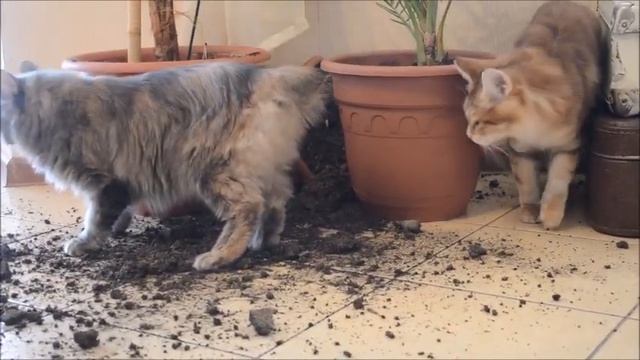 Когда перевернули кашпо с цветком