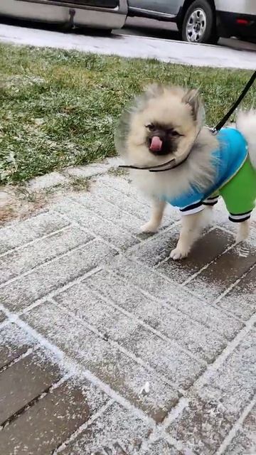 Шпиц на прогулке смотреть онлайн