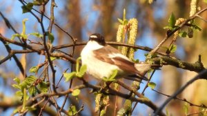 Мухоловка Пеструшка, наблюдение птиц в Великом Новгороде, 26 апреля 2025