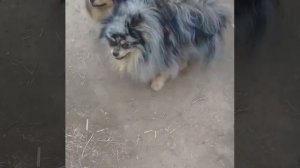 Вязка шпицов.