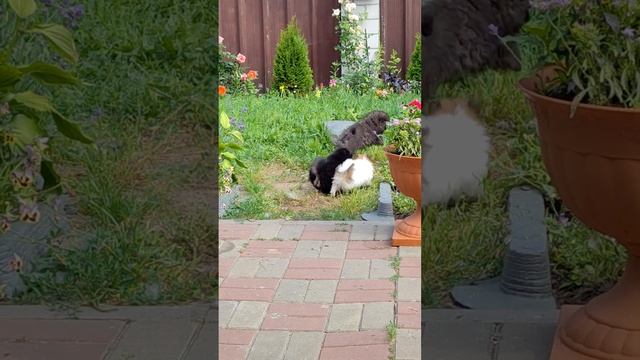 мимишки резервирование щенков померанского шпица.  маленькие комочки счастья