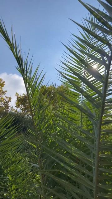 Погода в Сочи сегодня 08 августа 2023 #сочи #адлер #shots смотреть онлайн