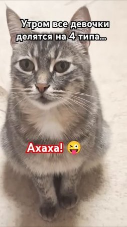 Наша любимка. #love #cat #прикольныекоты #мем #юмор #прикол #кошка #кот #shorts #video