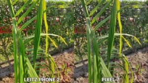 Leica Leitz Phone 2 Vs Google Pixel 7 Camera Test