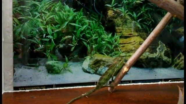 Хамка смотреть онлайн