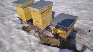 Влияние расположения летков на облёт пчёл.