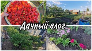 Немного кадров с нашей дачи. Собираю мелкую клубнику.