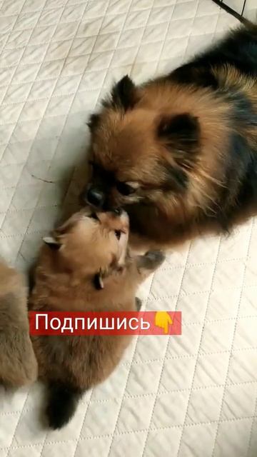 Для резерва есть миниатюрные #щенки #померанскийщпиц  #шпицуля #шпицмалыш #шпицмишка #померанец