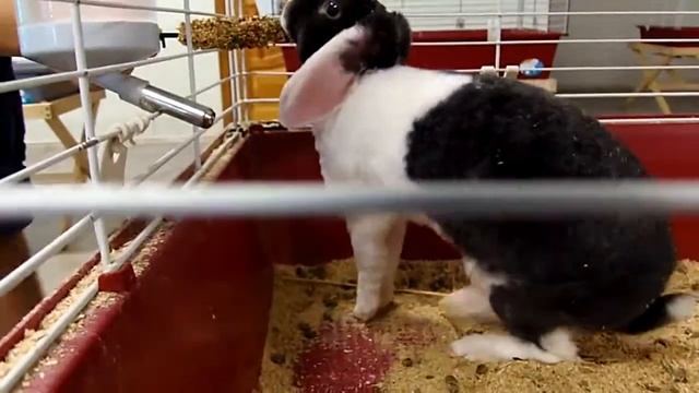 Карликовый кролик Видео)