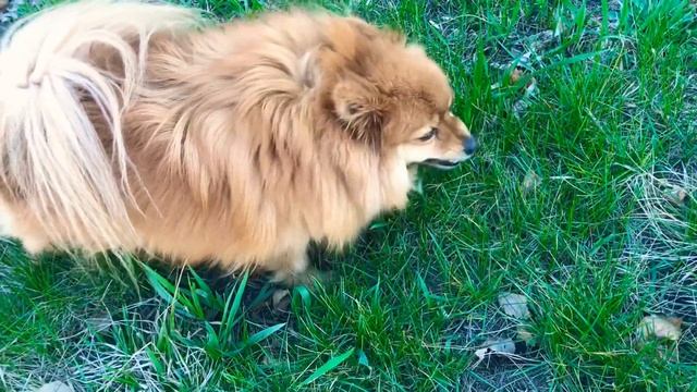 шпиц spitz