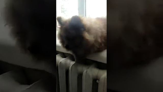 VID 20201130 WA0002 шпиц Арчи рассказывает