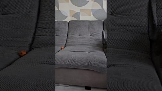 Котик играет с мячом !