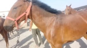 Асп🐎 бозори Душанбе (Ленский район).Нархи той,байталҳо ва аспҳои бузи 🐎07.08.2024📅