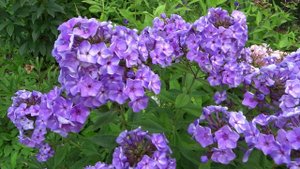 Флокс КАПЕЛЬКА - обзор, описание, цветение, отзыв.