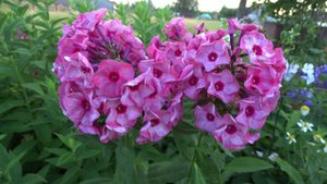 Флокс метельчатый УРАЛЬСКИЕ СКАЗЫ – автор Гаганов П.Г., выведен в 1953