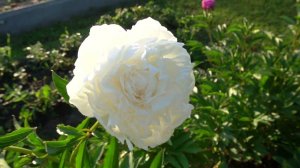 Пион  Антарктида (Paeonia Antarktida)