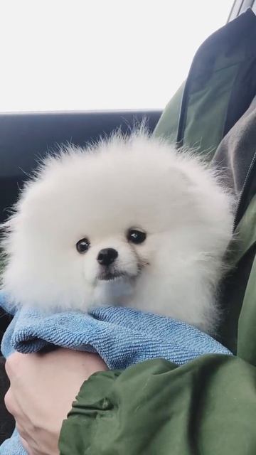 Цвета Лотс оф Старс