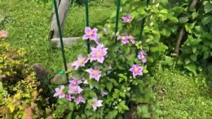 Показываю цветущий сад и газон часть (5)