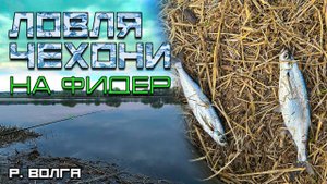 Весенний ход чехони – ловим на фидер в реке Волга!