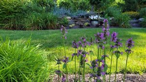 Stachys 'Hummelo'