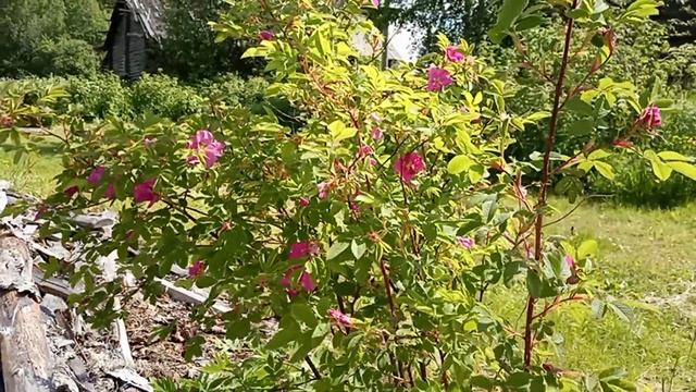 СРОЧНОЕ ВИДЕО ИЗ ДЕРЕВНИ. СМОТРЕТЬ ВСЕМ! В ЭТО ВЕРЯТ НЕ ВСЕ! Балдёж 