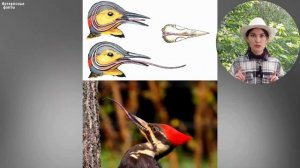 Детям о животных: дятел