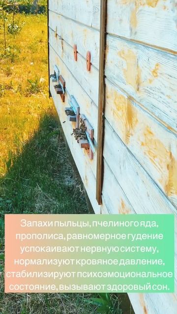 Ульетерапия / Аэротерапия Лечение на пчёлах / Ундоры Ульяновская область смотреть онлайн