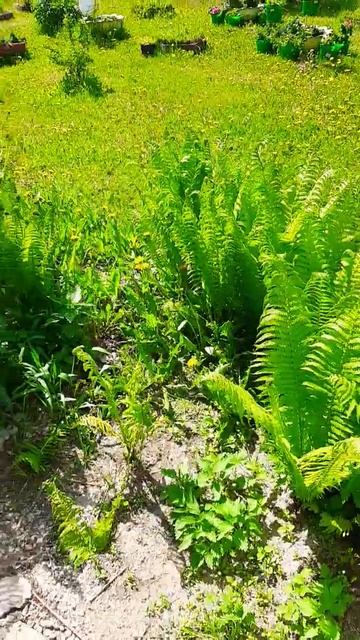 25 мая 2023 г. Красота в мае. смотреть онлайн