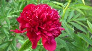 Пион Рэд Дэнди - Red Dandy. Auten E., 1951,