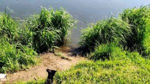 ягдтерьеру 3 месяца, Витоша купается в реке. Прогулка с семьей