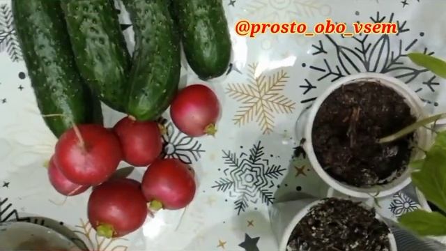 РАССАДА будет ЖИРНЕНЬКАЯ, Бабушка научила🍅#рассада #садовыерастения #respect #rasada #walking #тома