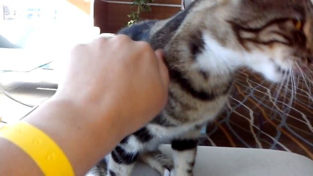 Котик из отеля Гранд Хабер)) Cat from the hotel Grand Haber)) смотреть онлайн