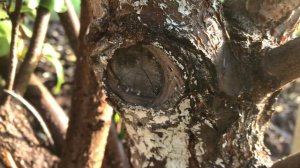 Обрезка плодовых деревьев в Сибири