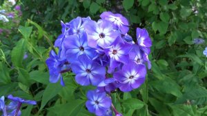 Флокс метельчатый  Пятый Океан  Автор: КАЗАКОВ Б.Г. .