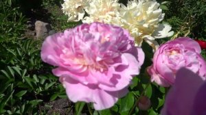 Пион   Дашенька ( Скакодуб  Лариса  2010 год )