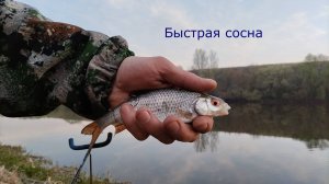 24 апреля рыбалка на Сосне