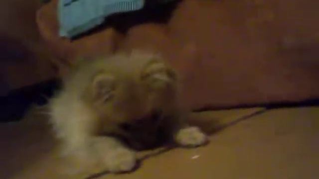 Шпиц продается смотреть онлайн