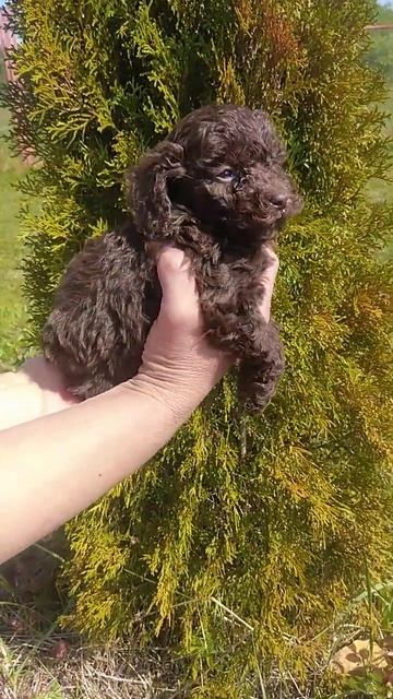 мальчик шоколад, тикап, от родит. мини тоя смотреть онлайн