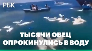 Судно с тысячами овец начало тонуть у Йемена. Видео