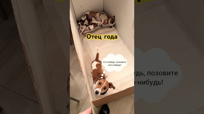 Отец года