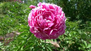 Сказочный пион "Профессор К.Грибаускас"