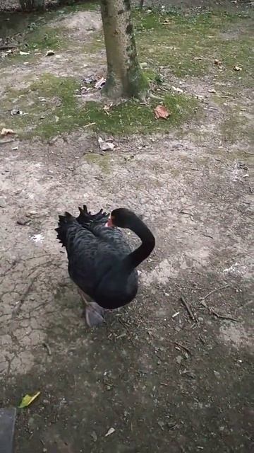 Пеликан в Сочи смотреть онлайн