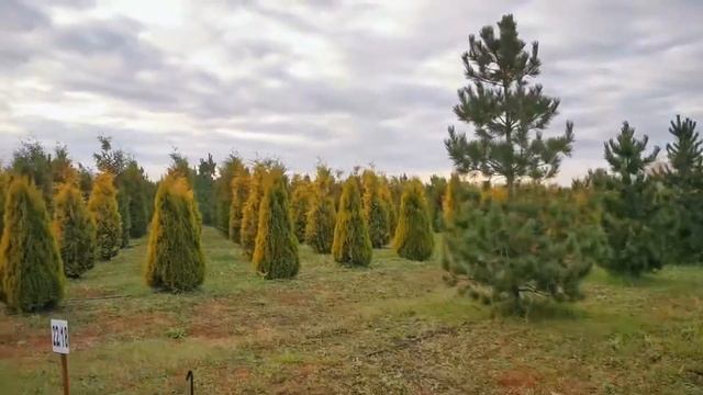 Крупномерные хвойные деревья в питомнике Ярус. Выращиваем их на осень 2023 года.