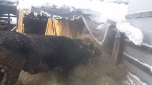 большой бык фантом